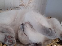 British blue point erkek 3 aylık