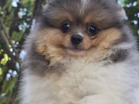 POMERANİAN BEBEK SURATIMIZ YENİ YUVASINI ARIYOR