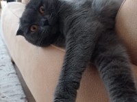 Son 1 yavru scottish fold