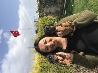 Safkan king doberman yavrularım
