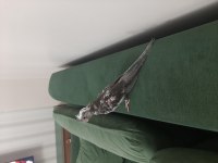 3.5 aylık sultan papağanı