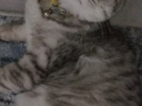 GÖZ BEBEĞİ SCOTTİSH FOLD KEDİMİZ