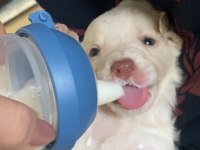 6 yavru köpeğimiz