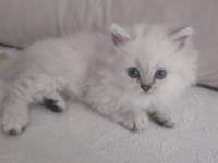 GÜZELLER GÜZELİ BLUE POİNT SCOTTİSH STRAİGHT ERKEK YAVRUMUZ