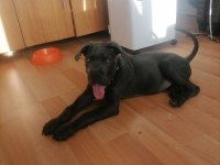 Safkan cane corso bebekler