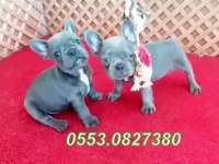 BLUE QUAD FRENCH BULLDOG YAVRULAR İZMİR