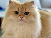 Şecereli British Longhair Golden Yetişkin Erkek