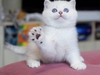 Kar Topu Mavi Gözlü NS1133 British Shorthair