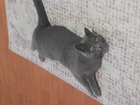 British Longhair