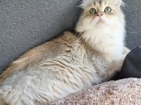 Golden şecereli erkek iran kedisi