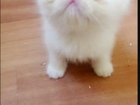 EXOTIC SHORTHAIR ERKEK