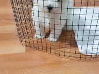 Maltese Terrier 1,5 Aylık