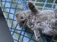 British longhair kedimiz