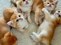 Birbirinden Güzel Golden British Shorthair Yavrularım
