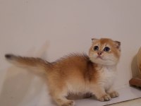 Munchkin Kilt Cüce Golden Scottish Fold Yavrumuz