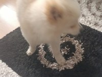 Acil pomeranian boo