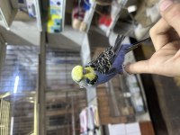 Yavru full evcil şov jumbo muhabbet kuşu
