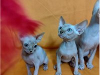 Sphynx Home 2 Aylık Bebekler