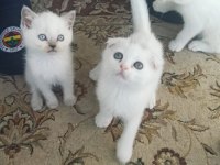 A KALİTE BRİTİSH SHORTHAİR YAVRULAR