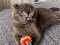 Scottish Fold Eş Bulma İlanı