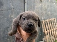 DEV CANE CORSO YAVRULAR