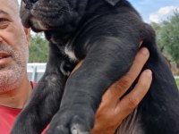 CANE CORSO SAFKAN IRK GARANTİLİ