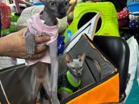 TESLİME HAZIR SFENKS KEDİSİ