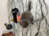 British shorthair yavru kedilerimiz