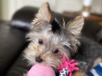 Çok sosyal birbirinden sevecen yorkshire terrier yavrular