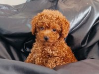 Tatlı Poodle Yavru 