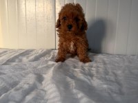 Dişi Toy Poodle Minik Tatlılık