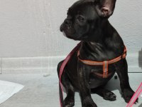 Fransız bulldog