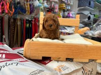 Red toy poodle
