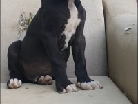 Great Dane ( Danua A Secereli )