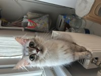 İRAN KEDİSİ İKİ YAŞINDA