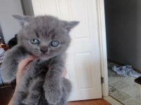 Scottish fold yavru antalya