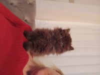 British longhair cinnamon