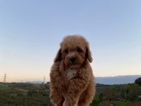 3,5 Aylık MALTİPOO
