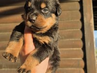 Premium Rottweiler Yavruları
