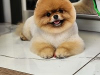 GERÇEK AYI SURAT POMERANİAN BOO TÜRKİYENİN ENLERİ