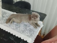 Scottish fold yavrusu