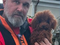 Toypoodle sevimli yavrular ruhsatlı çiftlik 