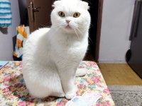 Sakin scottish fold prens