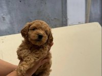 Maltipoo yavrularımız