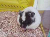 Gonzales hamster sahiplendirme