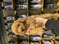 Toy Poodle yavrularımız