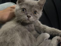 Lilac British Shorthair 3 Aylık