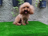 3 yaşında tecrübeli erkek toy poodle