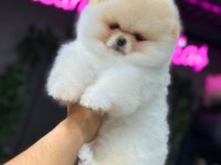 Minik Pomeranian Boo Bebeklerimiz