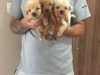 Mükemmel Kalitede Maltipoo Yavrularımız